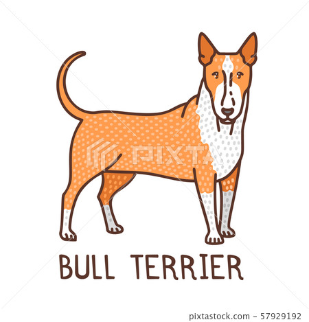 插图素材: isolated bull terrier in hand drawn doodle style 查看