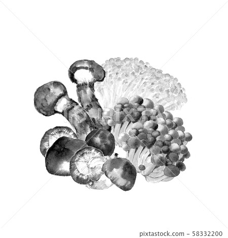 插图素材: 蘑菇设置水彩松茸enoki姬路香菇单调