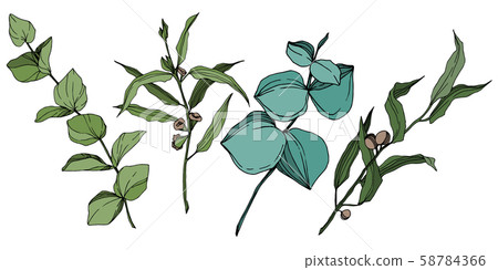 eucalyptus leaves,eucalyptustree 插图素材: vector eucalyptus tree leaves.