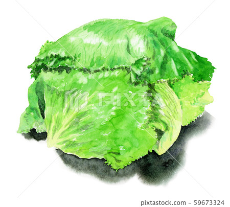 插图素材: 生菜与外部叶子画水彩