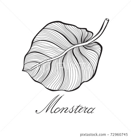 Monstera Leaf Line Art Contour Drawing Stock Illustration