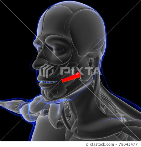 Risorius Muscle Anatomy For Medical Concept D Stock Illustration