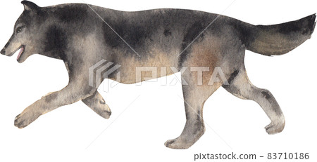 Watercolor Grey Wolf Isolated On White Hand Stock Illustration