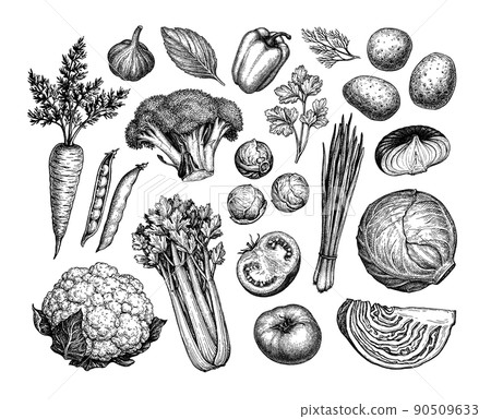 Vegetable Ink Sketches Set Stock Illustration Pixta