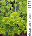 皇后花園 1173