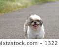 Shih Tzu? ! 1322