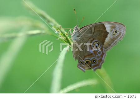 蜥蜴蝴蝶 蜥蜴蝴蝶 1675