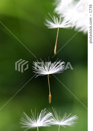 Dandelion fluff Dandelion fluff 1736