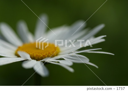  White flower 1737
