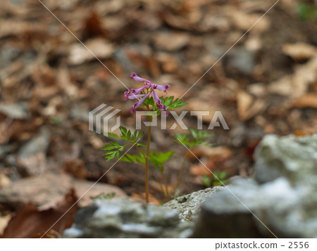 Murasakikeman blooms 2556