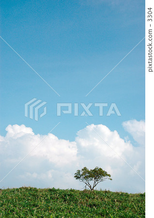 一棵樹 一棵樹 3304