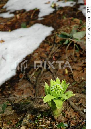 Futaba and snow 2 Futaba and snow 2 3724