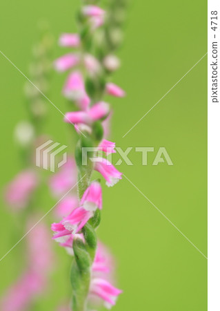 綬草 4718