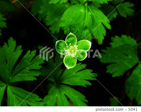 Midori Ninjyou-2 5041