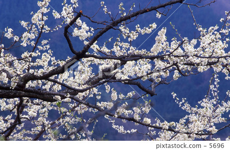  Plum flowers 5696