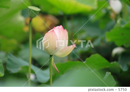 蓮花 5750