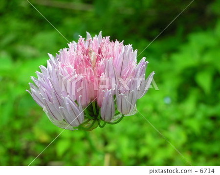 Flowers floating in the air 6714