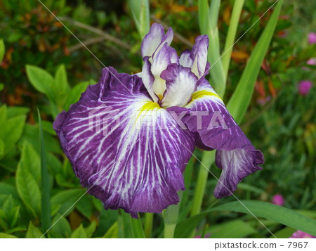 Iris Iris 7967