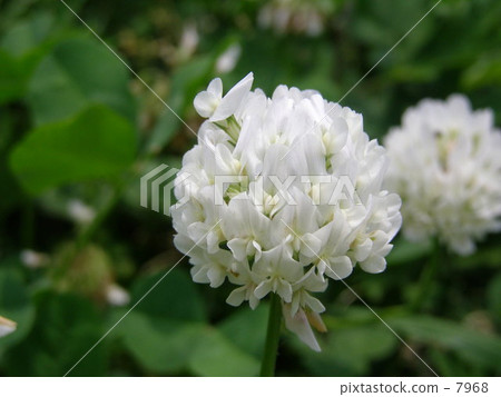 White clover White clover 7968