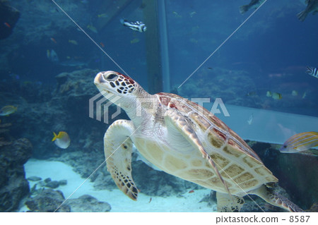 Turtle's bromide 8587