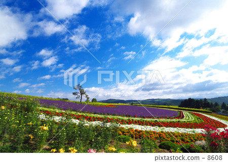 Colors of flowers 8608