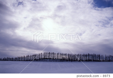 Windproof forest 8973