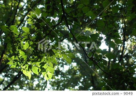 Forest 001 9049