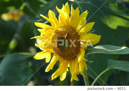 Sunflower 001 9051