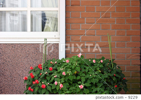 生活與鮮花 9229
