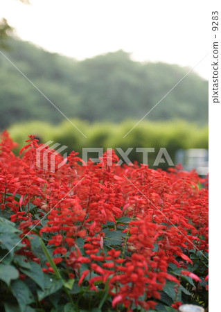 盛夏 一串紅 小金井公園 9283