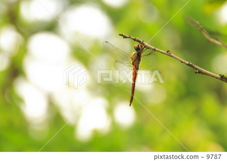Dragonfly (rest) Dragonfly (rest) 9787