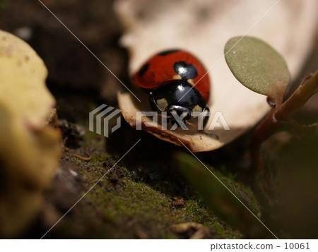 Ladybird 10061