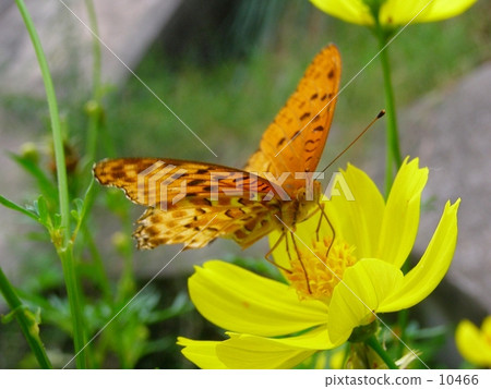 Butterfly 10466
