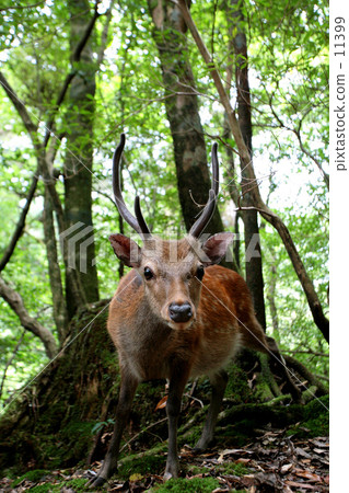 Encounter with the wild 11399