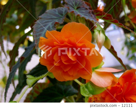 Begonia 12111