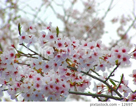 櫻花 櫻花 12697