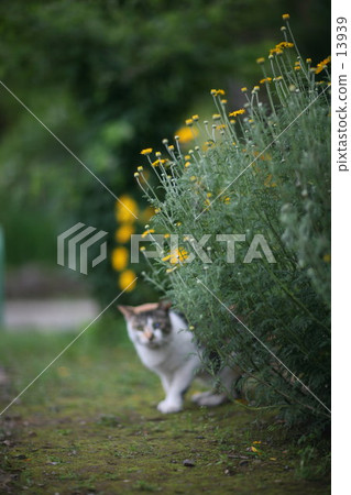 隱藏和看到 隱藏和看到 13939