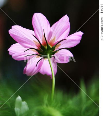 Cosmos Cosmos 13941