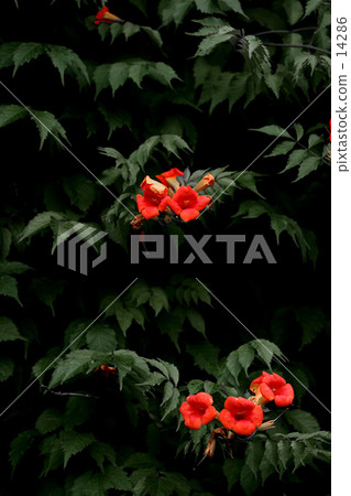 紅花	 14286