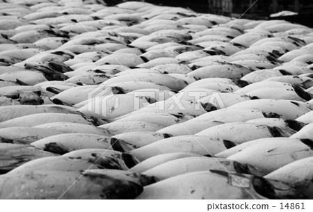 三浦半島的Misaki漁港的魚市和金槍魚一月排，昭和44 14861