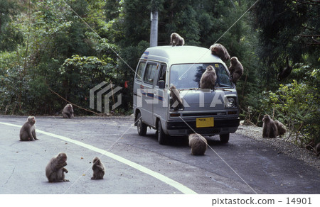 傷心的猴子2 14901