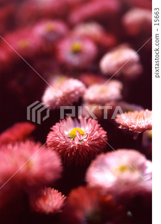 花 花 15663