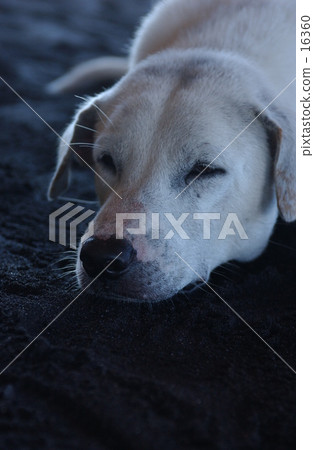 Dog 16360