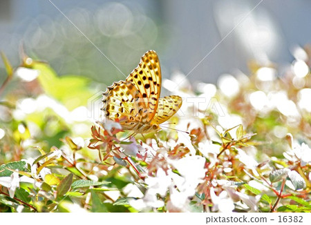 Looking for honey Looking for honey 16382