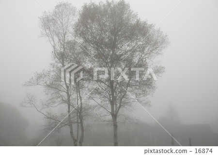 Birch Tree Birch Tree 16874