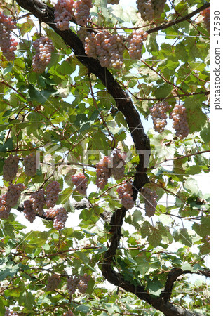 Grape Shelf Grape Shelf 17590