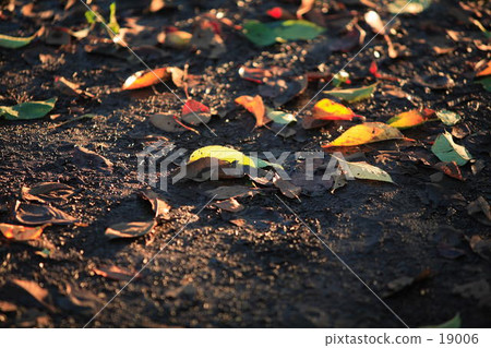 A piece of autumn 19006