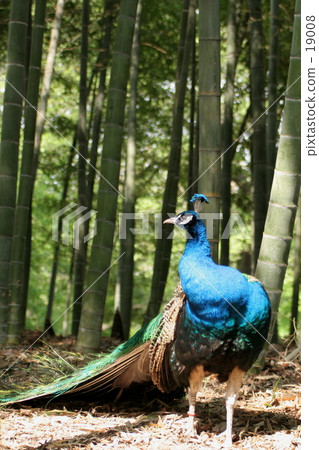 Beautiful and elegant 19008