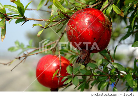 pomegranate  19145