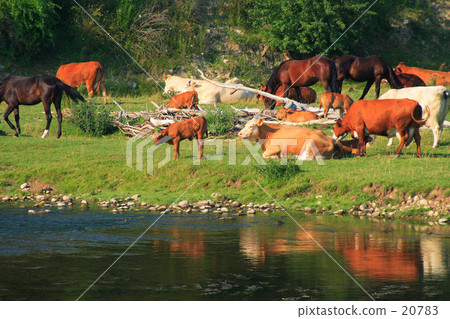 在加拿大放牧 在加拿大放牧 20783